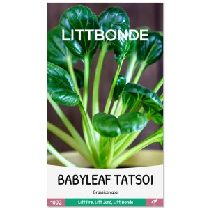 BABYLEAF TATSOI - Brassica rapa