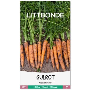 GULROT - Napoli | Sommer