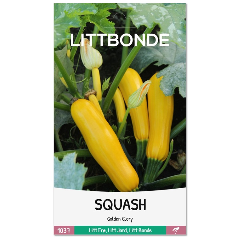 LITTBONDE® SQUASH - Golden Glory