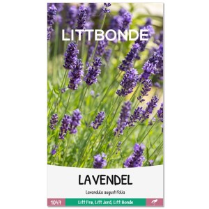 LAVENDEL - Lavandula augustifolia