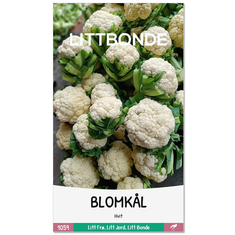LITTBONDE® BLOMKÅL - Hvit
