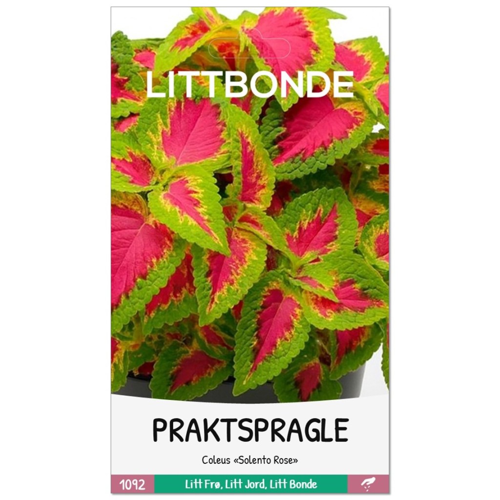 LITTBONDE® PRAKTSPRAGLE - Solento Rose