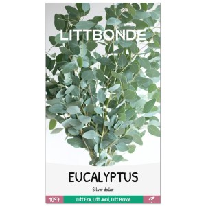 EUCALYPTUS- Silver dollar