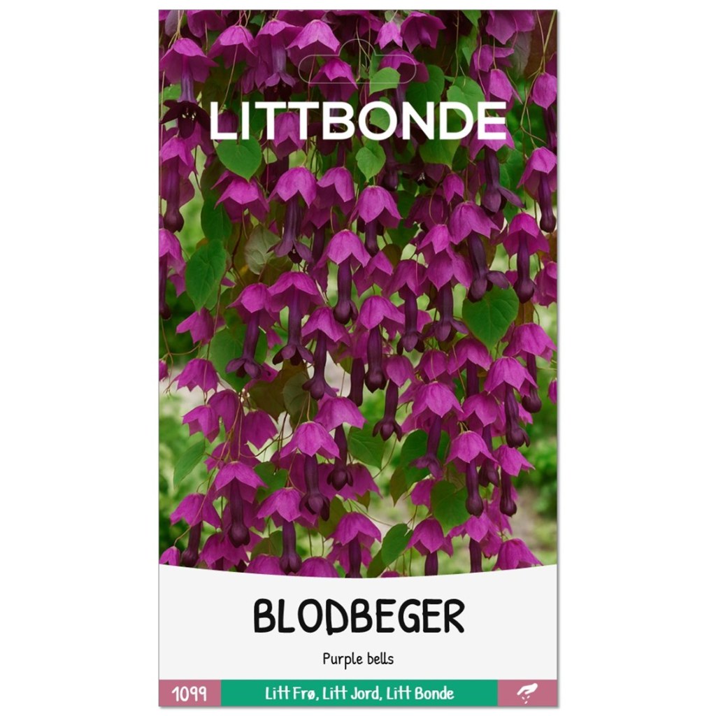 LITTBONDE® BLODBEGER- Purple bells