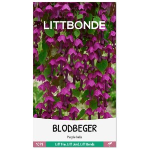 BLODBEGER- Purple bells