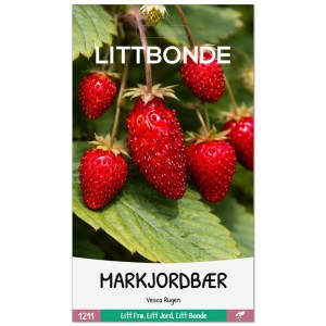 MARKJORDBÆR- Vesca Rugen