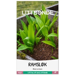 RAMSLØK- Allium ursinum