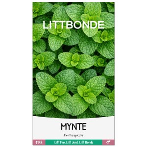 MYNTE- Mentha spicata