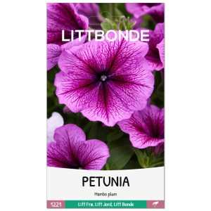 PETUNIA- Mambo plum