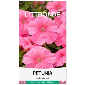 PETUNIA- Mambo sweet pink