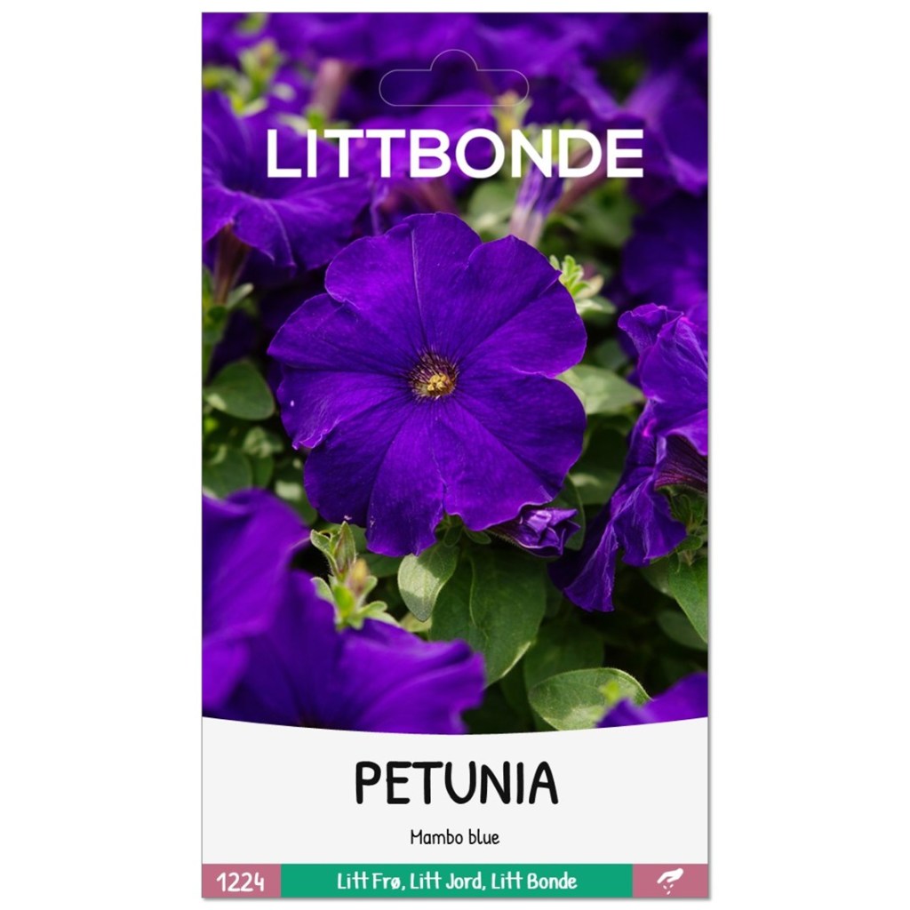 PETUNIA- Mambo blue