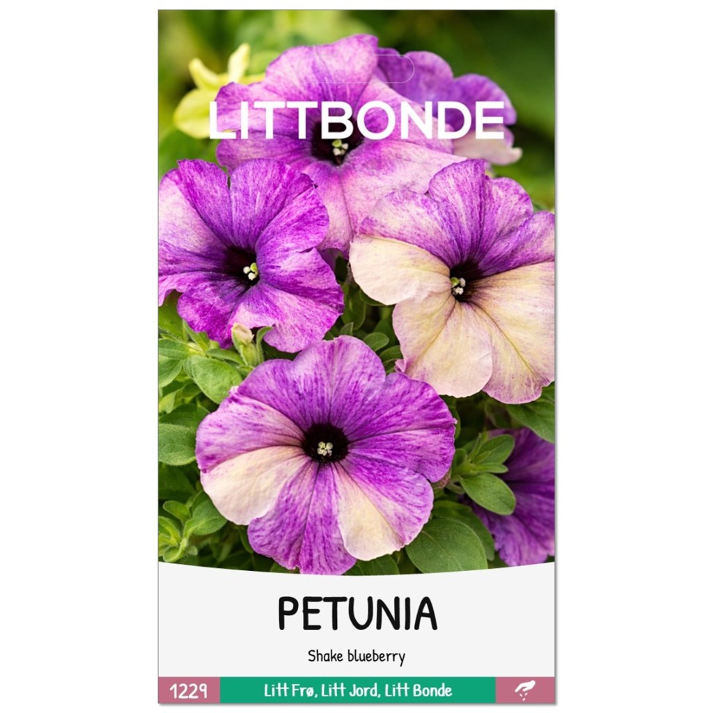 PETUNIA- Shake blueberry