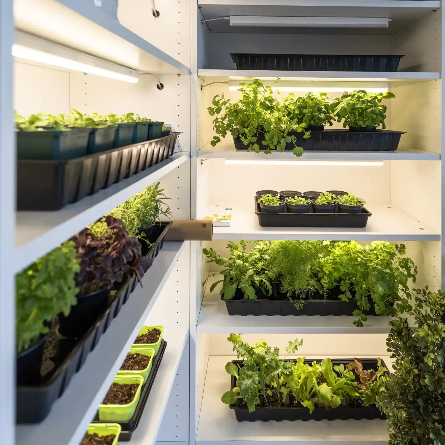 LED PLANTELYS TIL FORKULTIVERING, 60 CM - Bilde 3